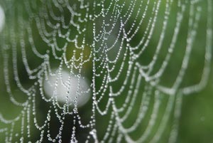 Spinnennetz