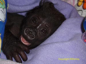 Gorillababy Mary in der Wilhelma