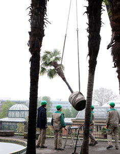 fliegende Palmen in der Wilhelma