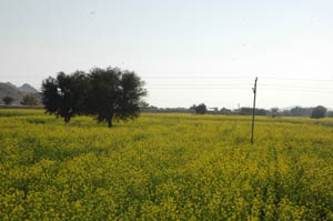 Rapsfeld in Indien