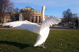 Frühlingsgefühle bei Schwänen am 07.03.2015 in Stuttgart