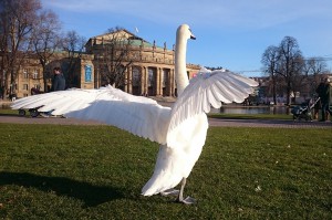 Schwäne mit Frühlingsgefühlen in Stuttgart