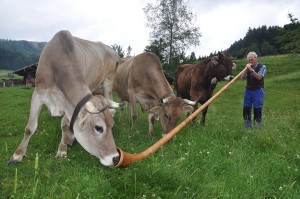 Oberstaufen im Allgäu - Alphornbläser