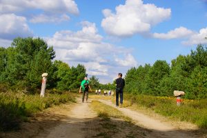 Die Kyritz-Ruppinger Heide ist knapp 12.000 Hektar gross.