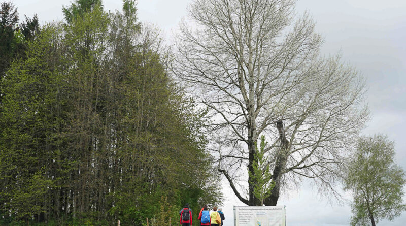 Marktoberdorf Allgaeu Resilienz, Achtsankeit, und Waldbaden im Dreiklang mit der Natur auf der Wandertrilogie Allgaeu. Tauchen Sie ein auf den Spuren auf dem Trilogie Rundgang, Geschichten des Kolobunzeles, Hexen, Fabelwesen, Wendelin. Mit der Stadtfuehrerin Frau Fischer erzaehlt tolle Geschichten fuer Kinder ein wares Feuerwerk von Geschichten. Das Hotel Weitblick Allgaeu hat man bei guten Wetter ein Traumblick auf die Alpenkette. Foto: Andreas Rosar Fotoagentur-Stuttgart 11.05.2023