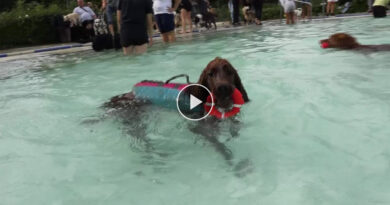 Die Hunde dürfen die Freibadsaison beim Hundeschwimmen ausklingen lassen
