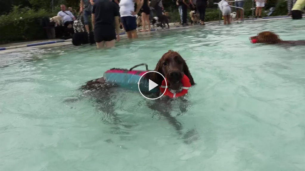 Die Hunde dürfen die Freibadsaison beim Hundeschwimmen ausklingen lassen