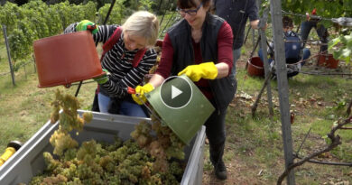 Prominente packen bei der Weinlese in Stuttgart mit an