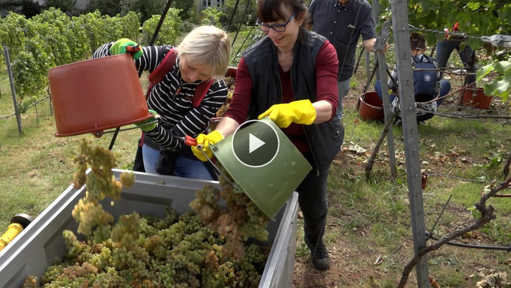 Prominente packen bei der Weinlese in Stuttgart mit an